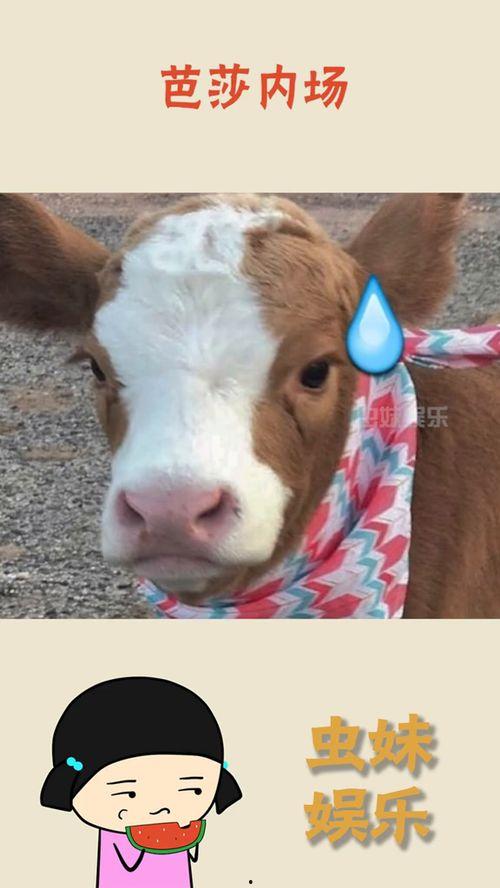 娱乐吃瓜酱的声音